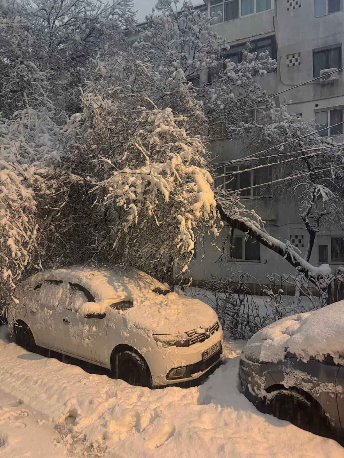 Peste 70 de autoturisme avariate de copacii doborâți de zăpadă, în Ploiești