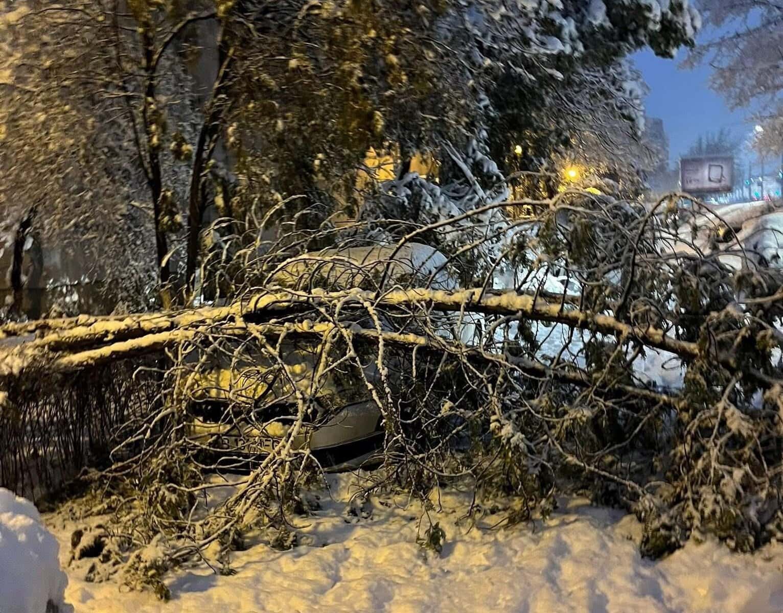 FOTO: Copaci căzuți peste mașini în Ploiești