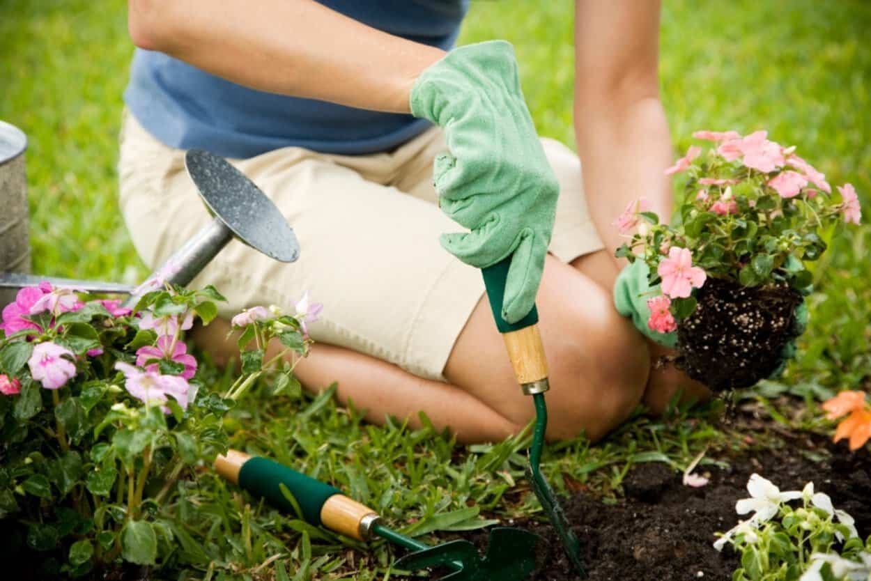 5 plante care cresc văzând cu ochii și dau formă grădinii tale