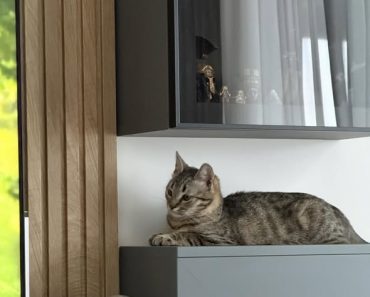 Pisică pierdută în Ploiești