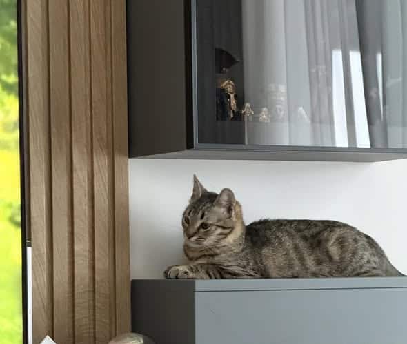 Pisică pierdută în Ploiești