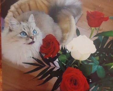 Pisoi pierdut în Ploiești, Prahova