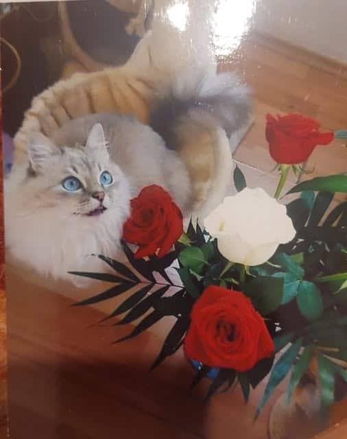 Pisoi pierdut în Ploiești, Prahova