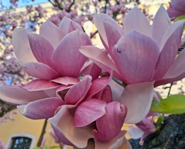 Locul din România unde primăvara arată spectaculos. Poți admira magnolii rare, vechi de un secol