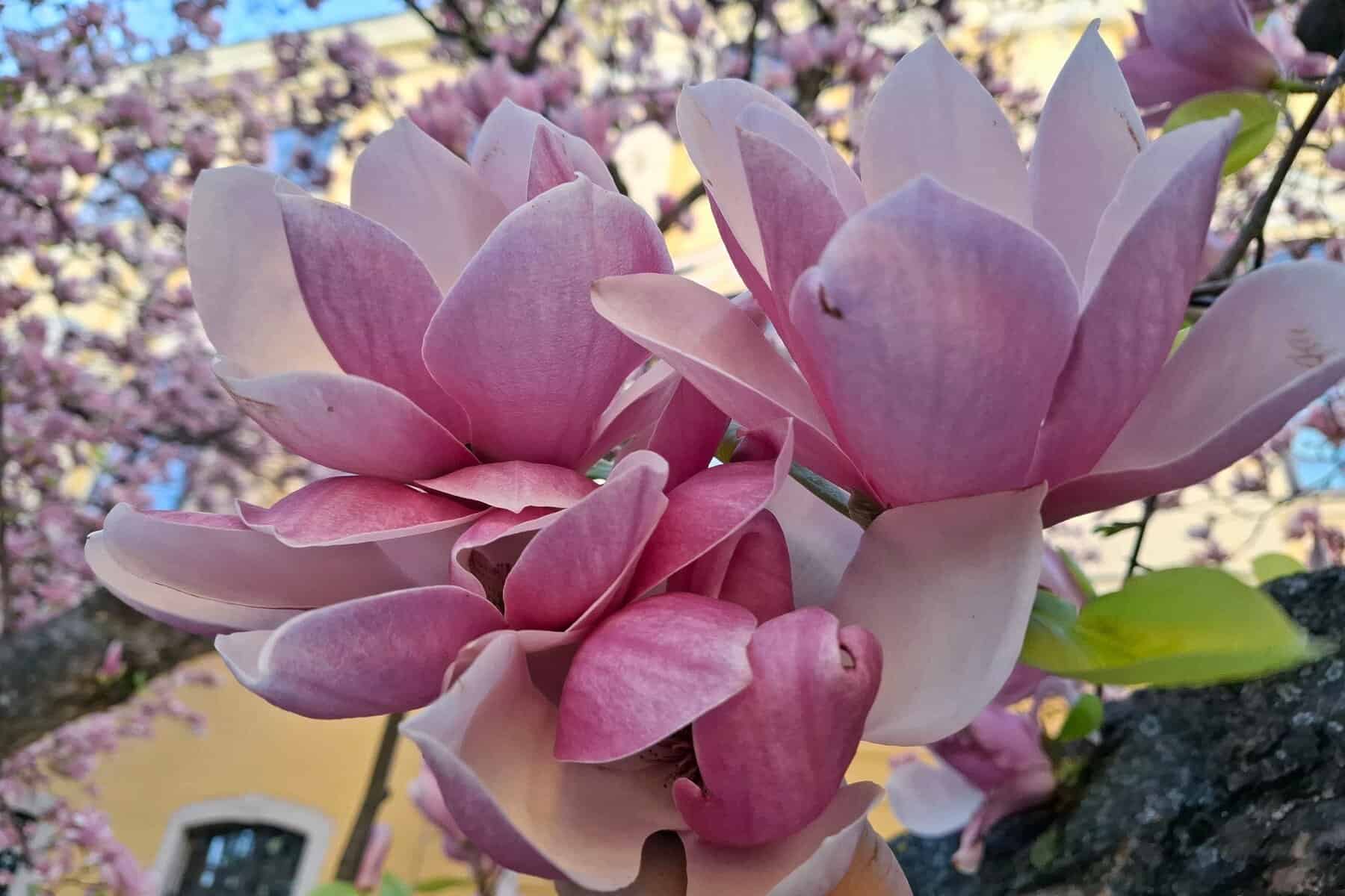 Locul din România unde primăvara arată spectaculos. Poți admira magnolii rare, vechi de un secol