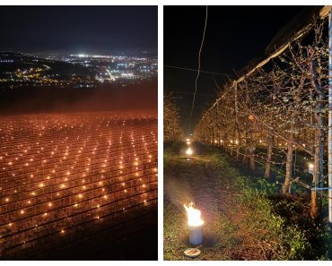 „Azi noapte am dat foc la 40.000 de euro.” Eforturi disperate ale fermierilor pentru a salva cireșii de îngheț