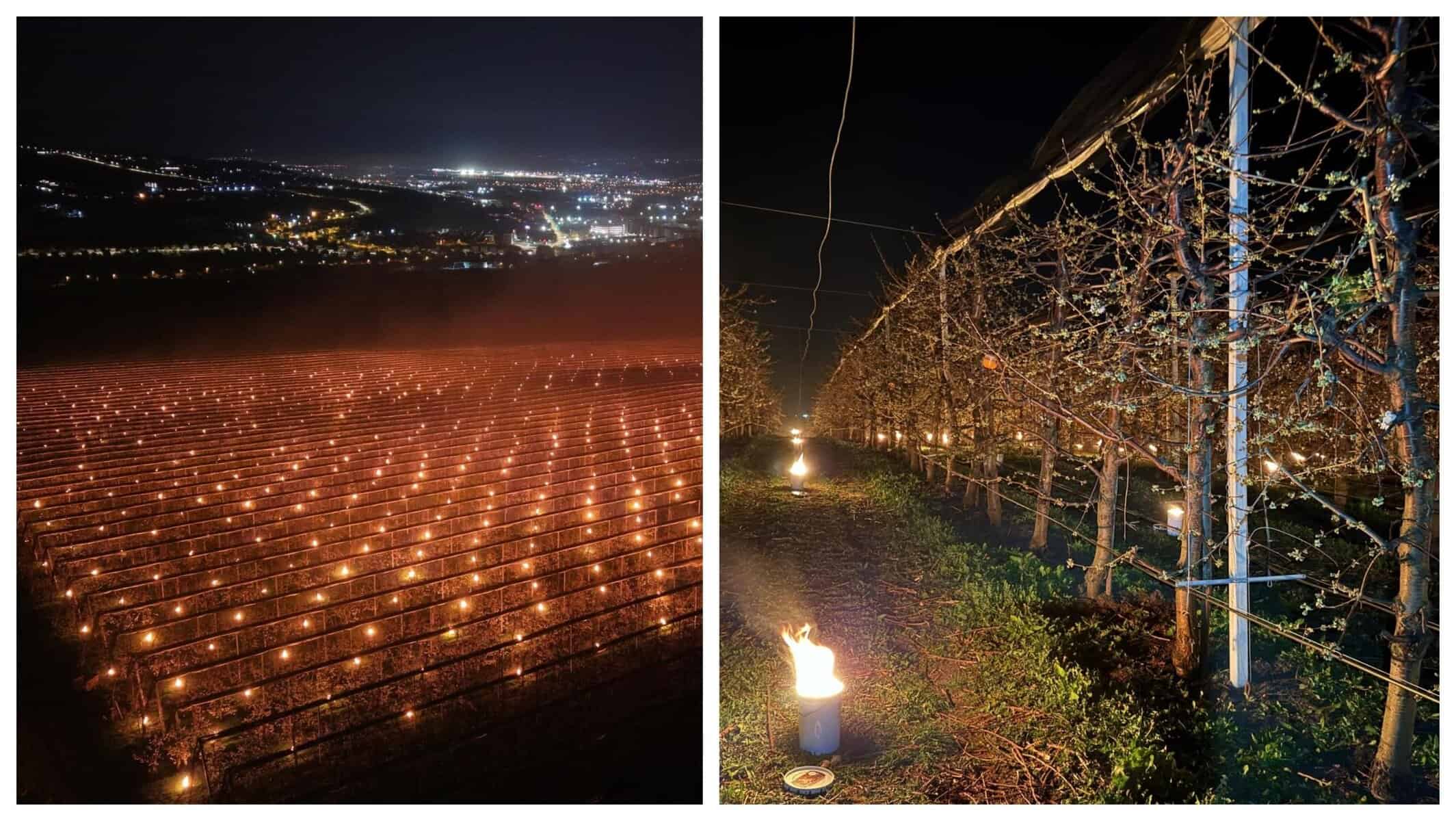 „Azi noapte am dat foc la 40.000 de euro.” Eforturi disperate ale fermierilor pentru a salva cireșii de îngheț