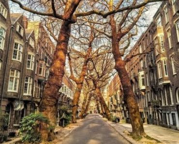 Strada care atrage turiști din întreaga lume. Locul unde natura a „desenat” un tunel perfect de copaci