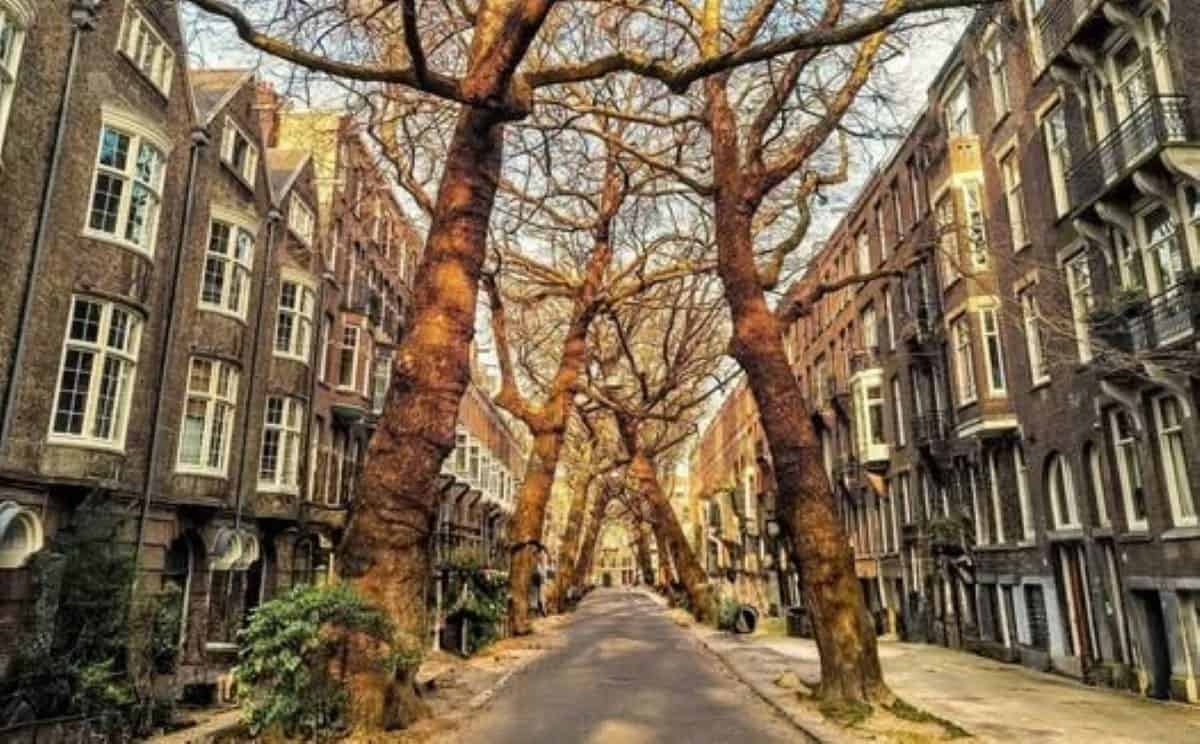 Strada care atrage turiști din întreaga lume. Locul unde natura a „desenat” un tunel perfect de copaci