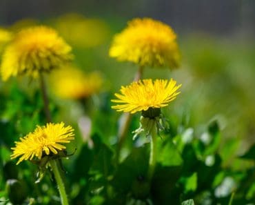 De la „buruiană” la superaliment. Ce poți face cu florile de păpădie și de ce nu ar trebui să le mai ignori