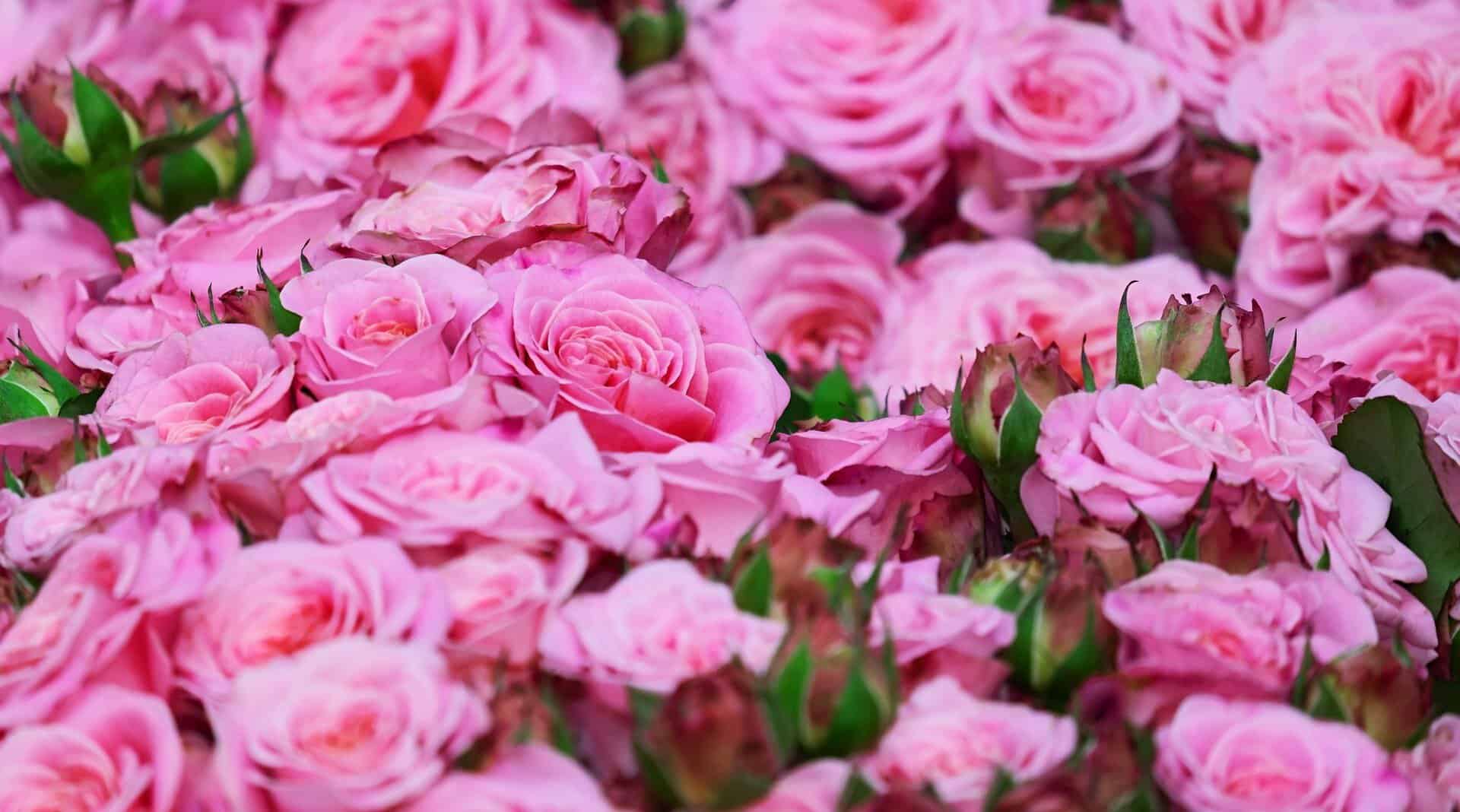 Ce trebuie să faci în luna aprilie pentru ca trandafirii să înflorească spectaculos. Sfaturile simple ale unui grădinar renumit