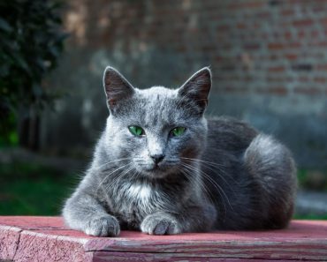 5 rase de pisici pe care un medic veterinar spune că nu le-ar alege niciodată. Motivele țin de sănătatea animalelor