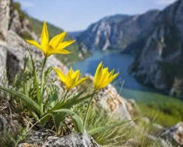 O floare aproape imposibil de întâlnit în natură, descoperită tot mai des în România. Unde poți să o admiri
