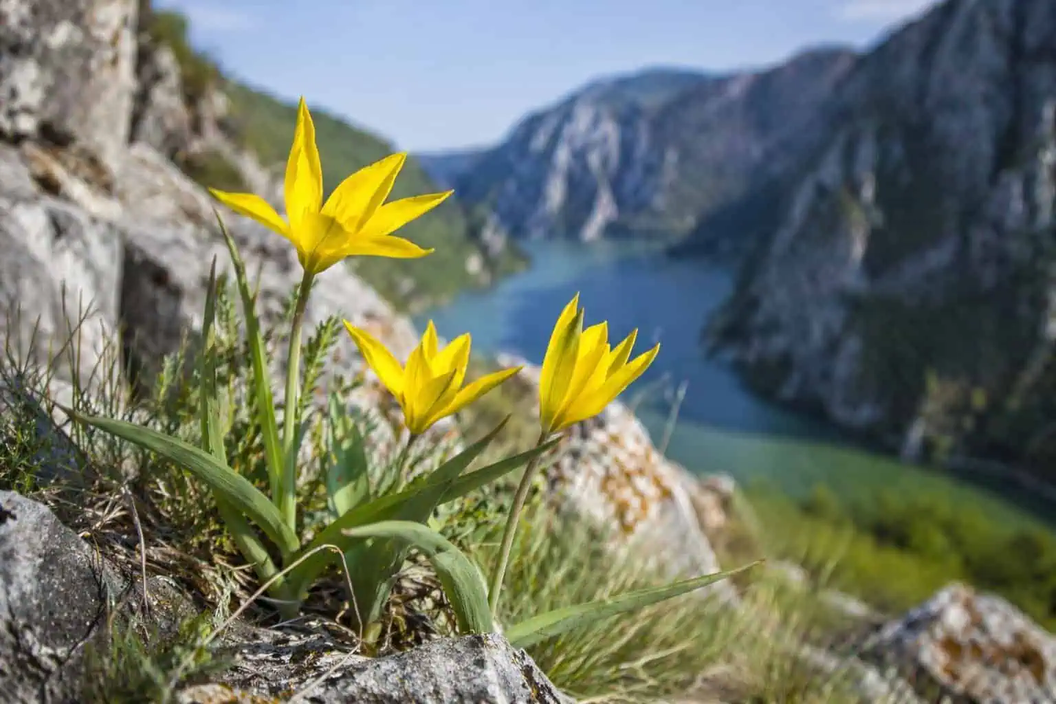 O floare aproape imposibil de întâlnit în natură, descoperită tot mai des în România. Unde poți să o admiri