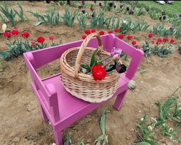 Locul din România care a cucerit turiștii. Vin din toate colțurile țării aici pentru o floare: „Este superb, nu mă așteptam să fie atât de multe culori”