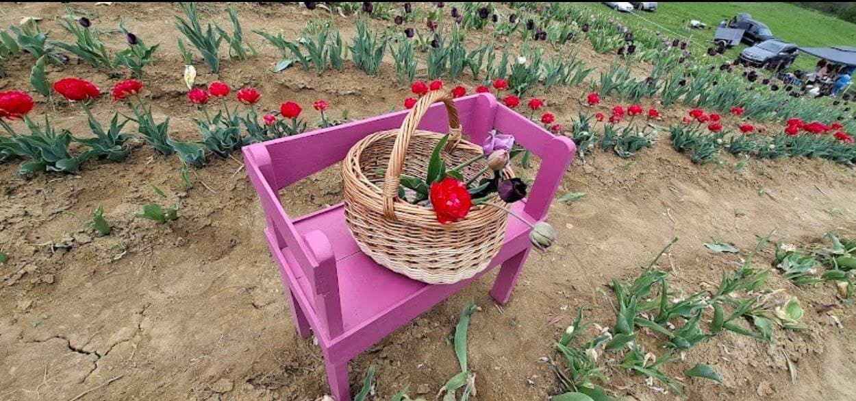 Locul din România care a cucerit turiștii. Vin din toate colțurile țării aici pentru o floare: „Este superb, nu mă așteptam să fie atât de multe culori”