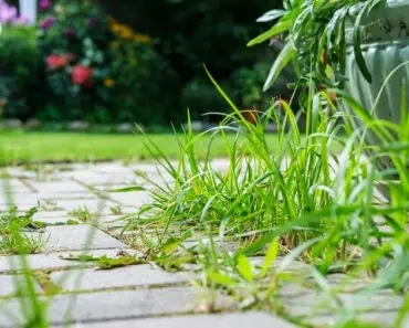 Cum să împiedici apariția buruienilor dintre pavaje. 6 soluții naturale eficiente pentru o curte curată și îngrijită