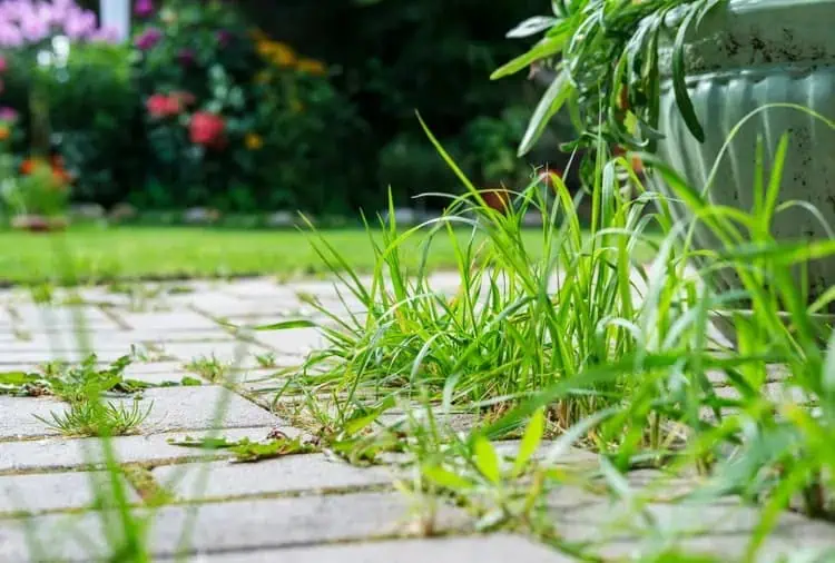 Cum să împiedici apariția buruienilor dintre pavaje. 6 soluții naturale eficiente pentru o curte curată și îngrijită