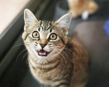 Motivul pentru care pisicile merg în camere goale și încep să miaune. Experții spun care este explicația neașteptată