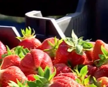 Avertisment privind cel mai popular fruct al lunii. „Căpșunile, printre cele mai proaste fructe pe care le poți mânca”