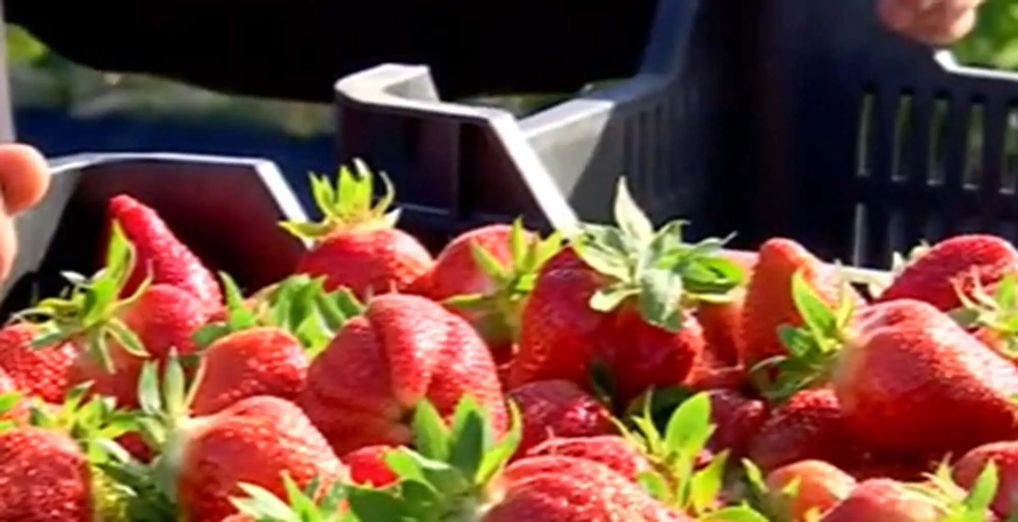 Avertisment privind cel mai popular fruct al lunii. „Căpșunile, printre cele mai proaste fructe pe care le poți mânca”