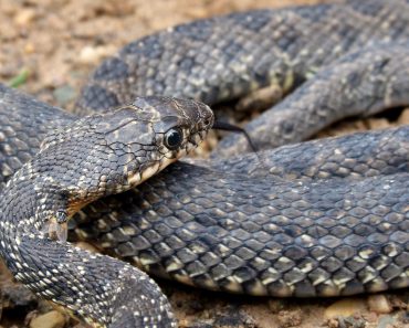 Incident șocant în Egipt. Un bărbat a murit după ce a fost mușcat de șarpe în timpul unui spectacol pentru turiști