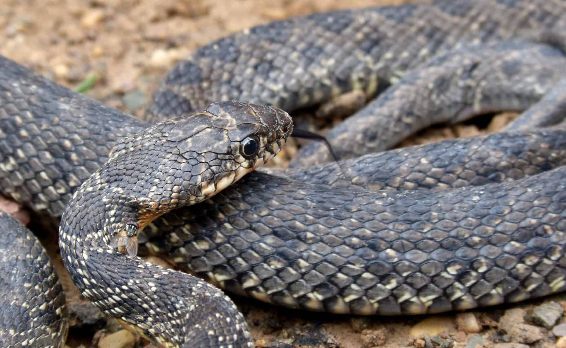 Incident șocant în Egipt. Un bărbat a murit după ce a fost mușcat de șarpe în timpul unui spectacol pentru turiști