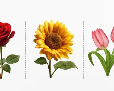 Test de personalitate: alege o floare și află ce tip de atașament ai în relații