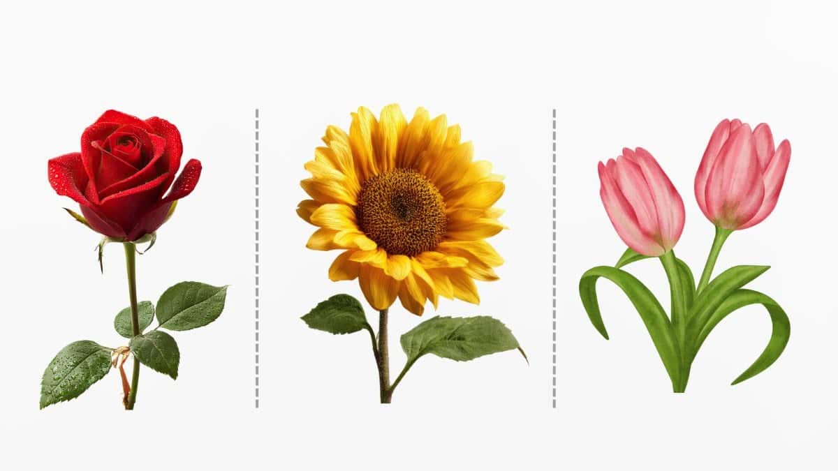 Test de personalitate: alege o floare și află ce tip de atașament ai în relații