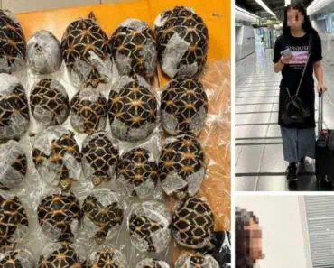 Scene incredibile într-un aeroport. Ce au descoperit vameșii pe corpul unei pasagere