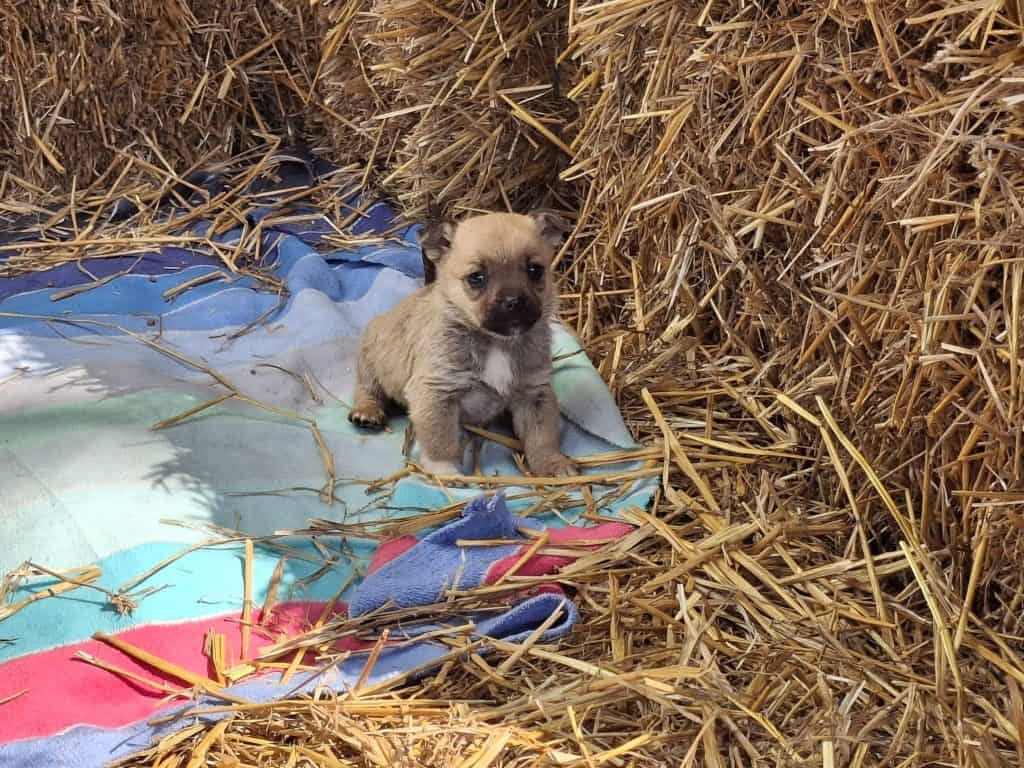 Târg de adopții canine, în Parcul Bucov. Prima zi, încheiată cu succes. Iubitorii de animale sunt așteptați și duminică