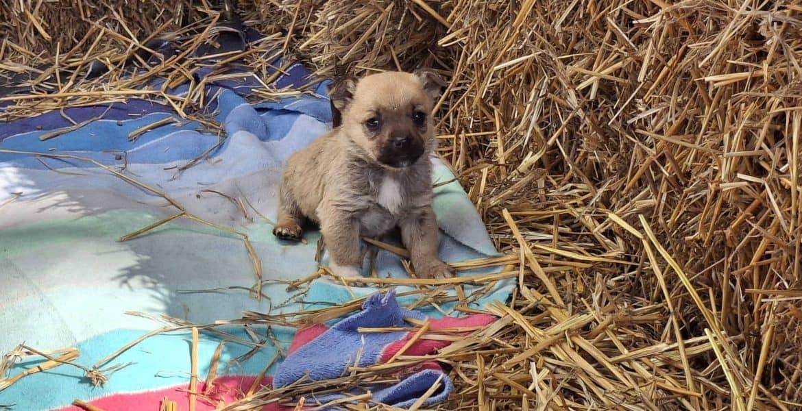 Târg de adopții canine, în Parcul Bucov. Prima zi, încheiată cu succes. Iubitorii de animale sunt așteptați și duminică