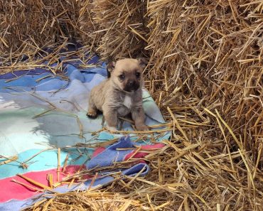 Târg de adopții canine, în Parcul Bucov. Prima zi, încheiată cu succes. Iubitorii de animale sunt așteptați și duminică