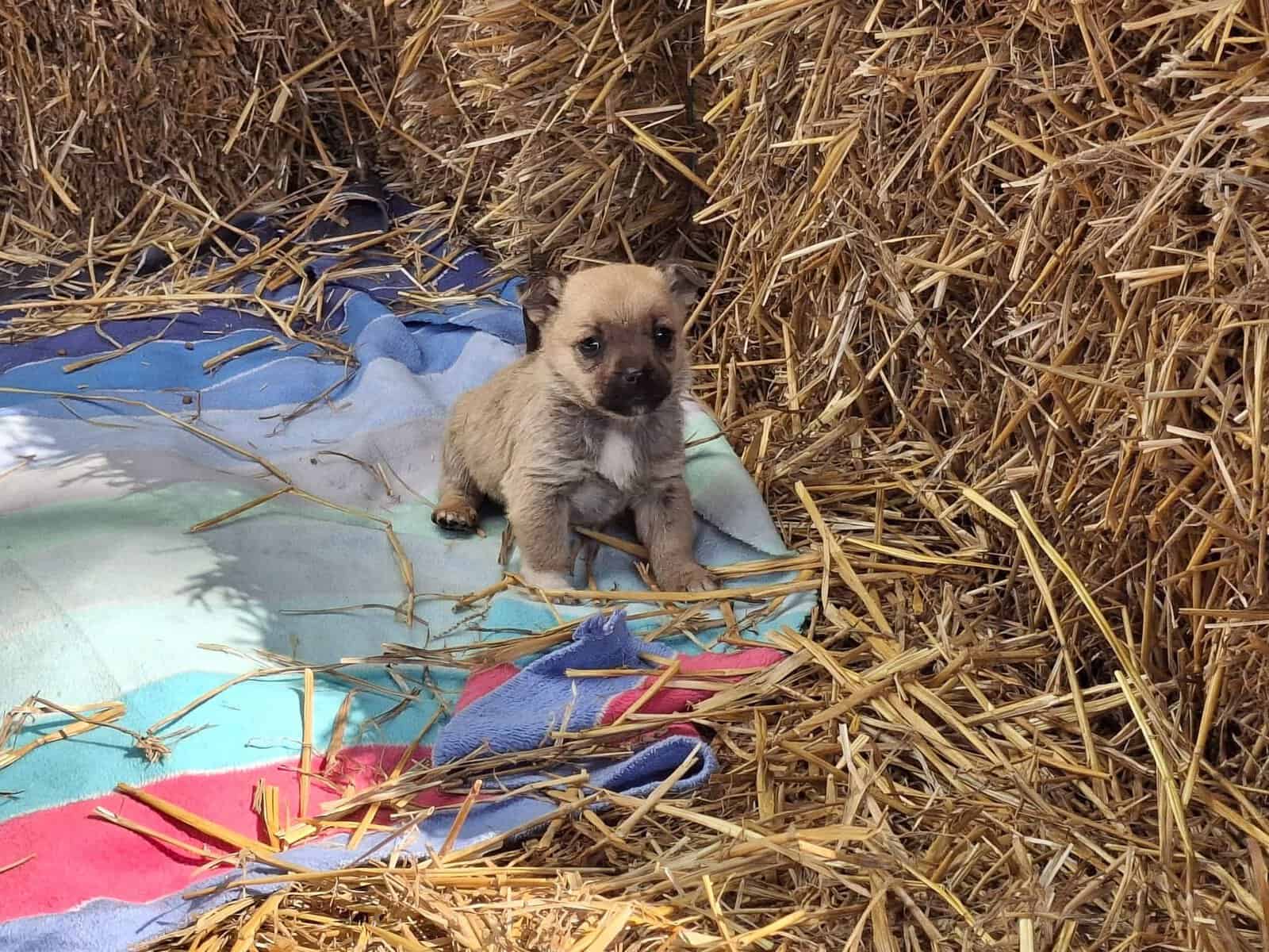 Târg de adopții canine, în Parcul Bucov. Prima zi, încheiată cu succes. Iubitorii de animale sunt așteptați și duminică