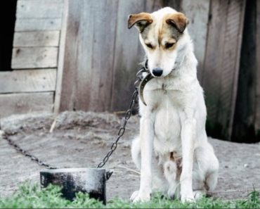 Regulament UE: Câinii nu vor mai putea fi ținuți în lanț. „Este timpul ca România să fie o țară civilizată”