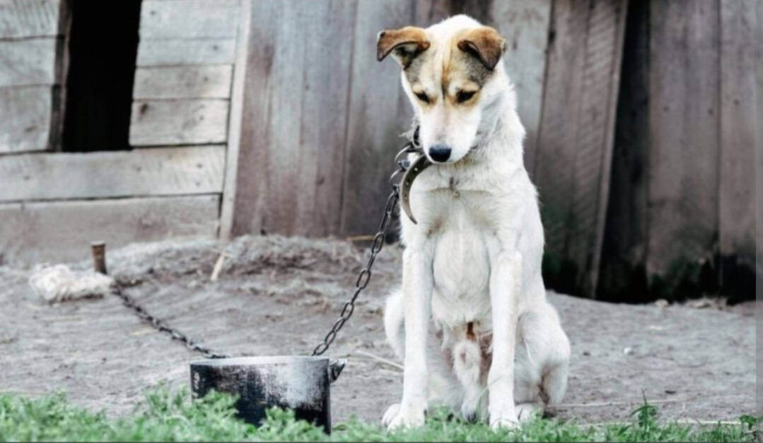 Regulament UE: Câinii nu vor mai putea fi ținuți în lanț. „Este timpul ca România să fie o țară civilizată”