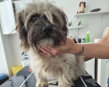 Cățelușă găsită în Ploiești