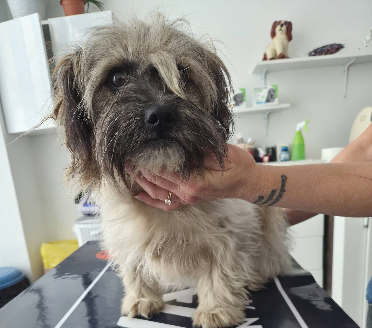 Cățelușă găsită în Ploiești