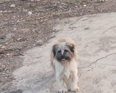 Cățeluș găsit în Ploiești