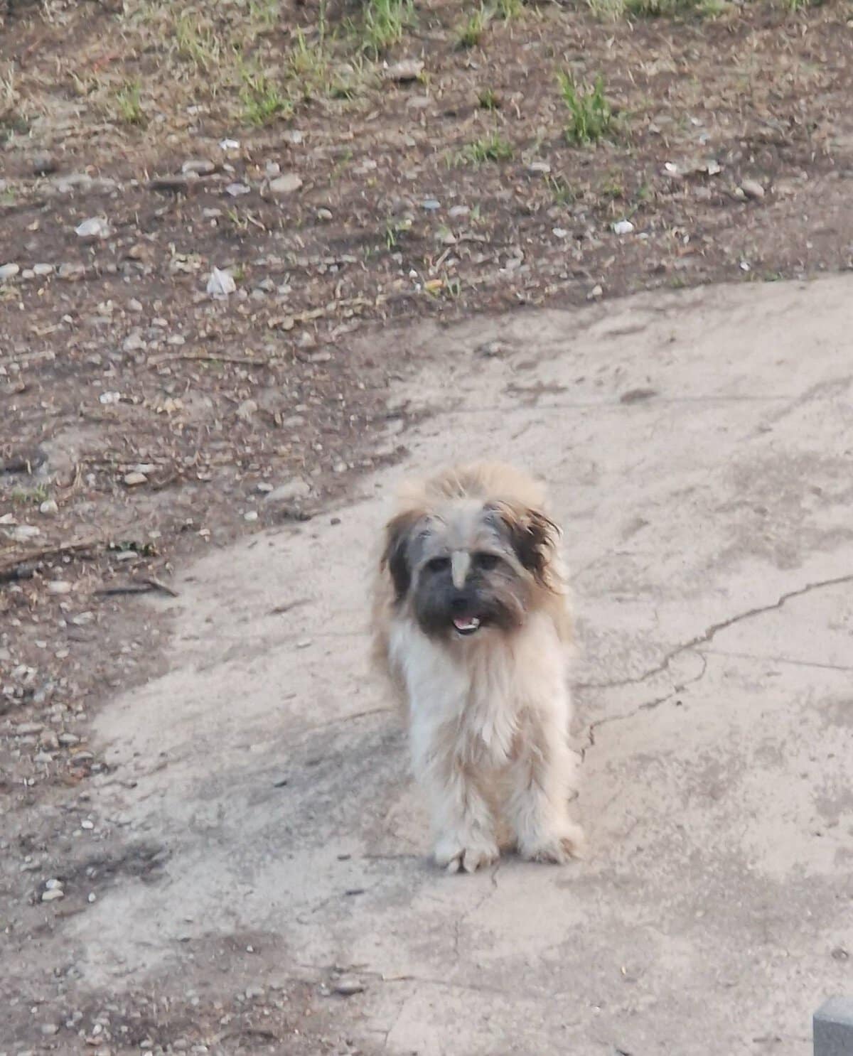 Cățeluș găsit în Ploiești