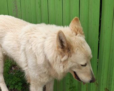 Câine găsit în Ploiești, zona Republicii