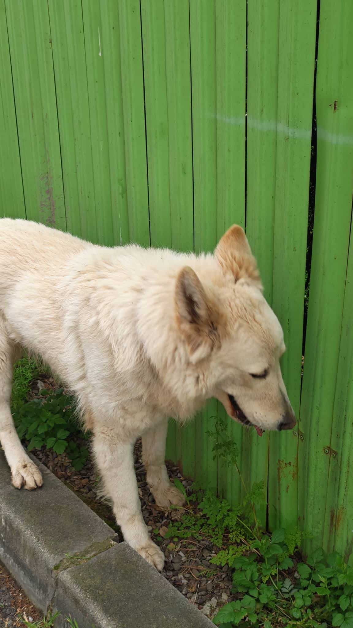 Câine găsit în Ploiești, zona Republicii