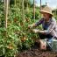 Cum se îngrijesc roșiile după plantare. Udarea corectă, copilitul și fertilizarea pentru o recoltă bogată și sănătoasă