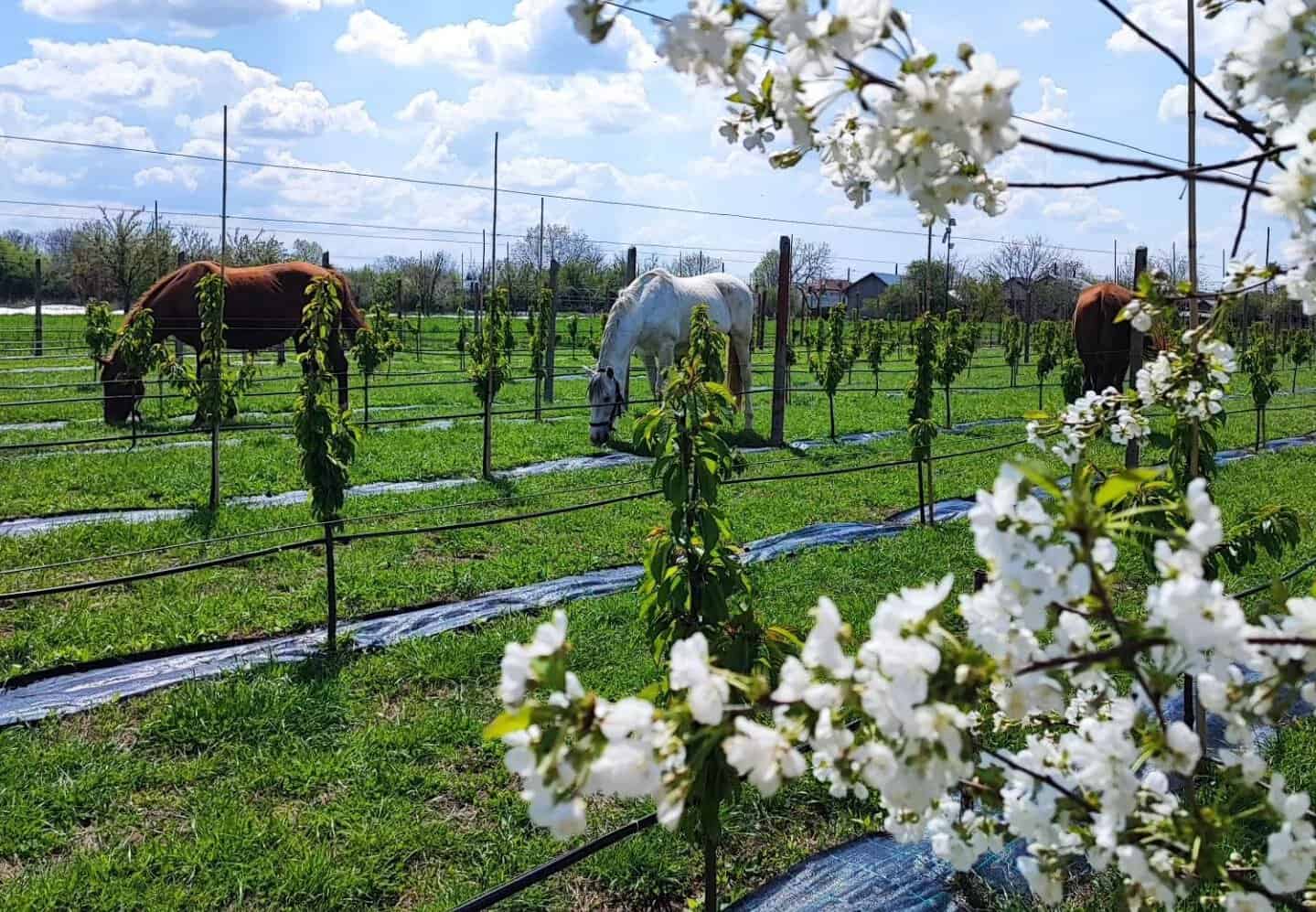 „Pomii la adopție”, proiect inedit într-o livadă din Arad. Oamenii pot îngriji copaci și primesc fructele acasă, chiar și prin curier