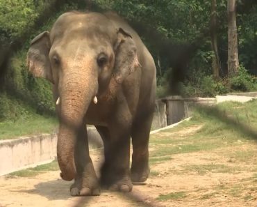 Atac violent în India: un elefant a făcut prăpăd și a provocat moartea unui bărbat