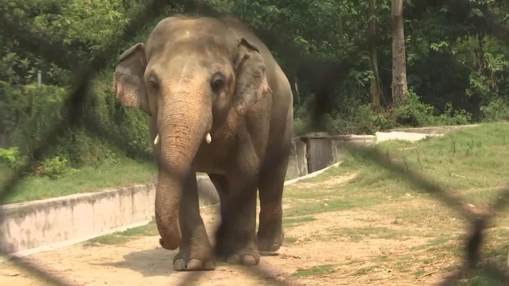 Atac violent în India: un elefant a făcut prăpăd și a provocat moartea unui bărbat