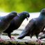 Pune aceste două obiecte în grădină și vei scăpa de porumbei. Le poți folosi și pe balcon sau la geamuri