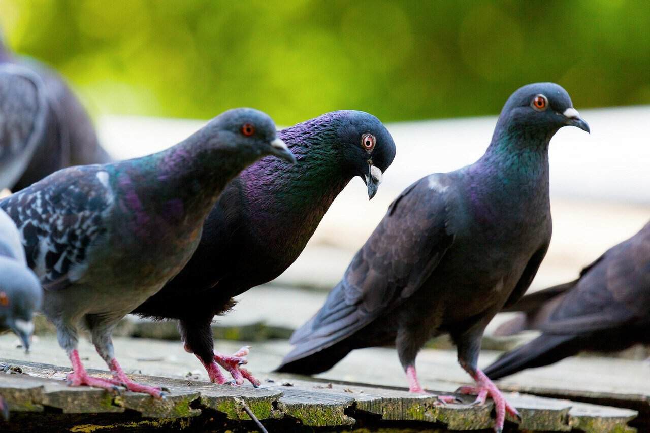 Pune aceste două obiecte în grădină și vei scăpa de porumbei. Le poți folosi și pe balcon sau la geamuri