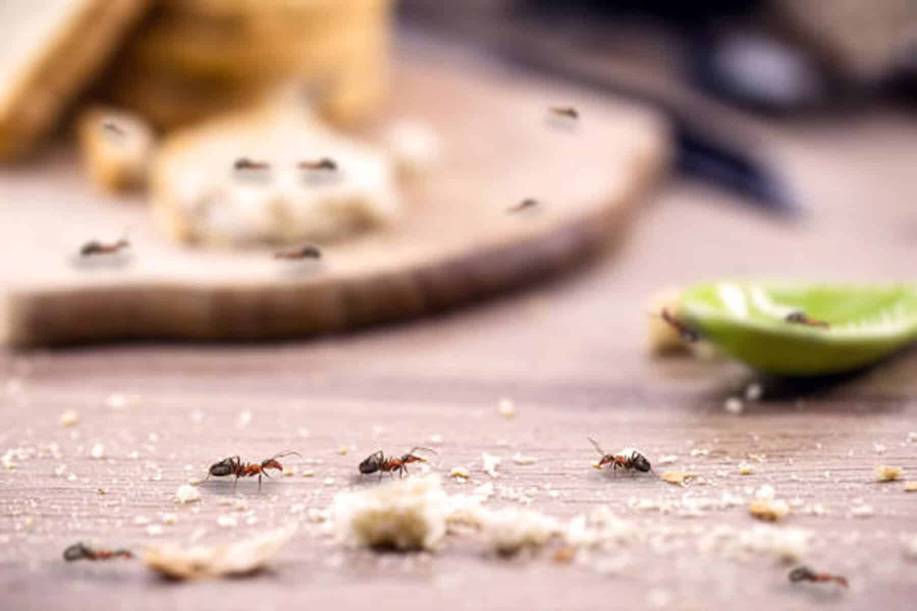 Metoda ieftină și ingenioasă care ține furnicile departe de casa ta: „Este un excelent repelent”. Bonus: miros frumos în locuință