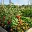 Trucul folosit de grădinarii cu experiență: ce legume și plante trebuie cultivate împreună pentru recolte mai bogate
